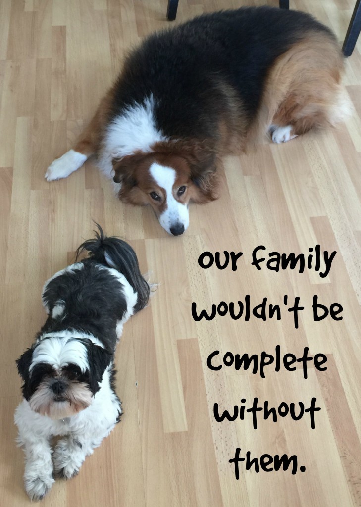 Dogs